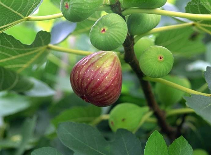 无花果的功效与作用，食用无花果的养生好处有哪些？