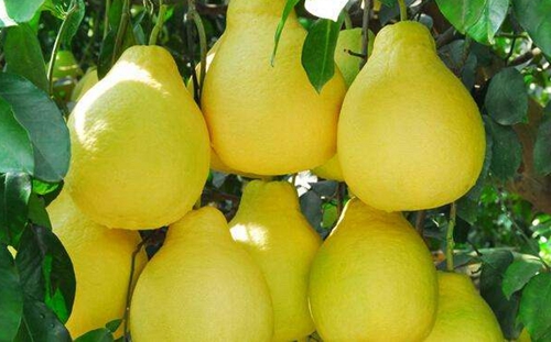 柚子的功效与作用,柚子的作用和功效有哪些？